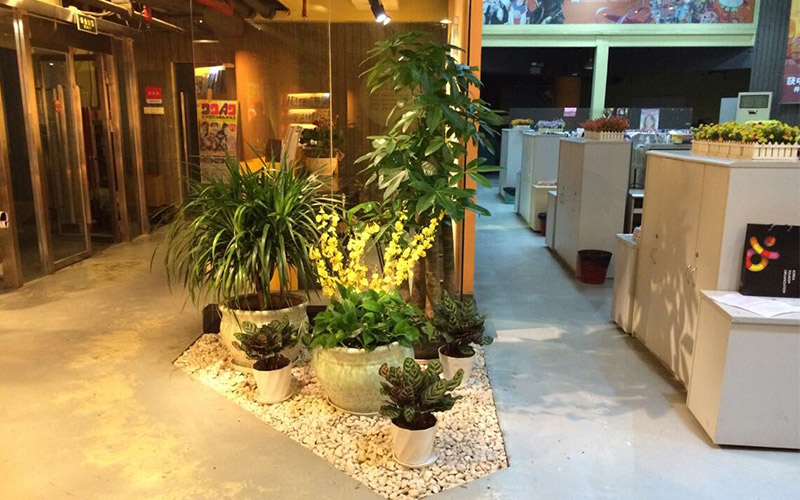 2018年办公室还需要植物租摆，提升公司整体形象